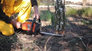 Professional Tree Removal and Landscaping Services in Staten Island, NY